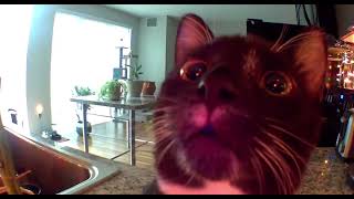 Kitten thinks I’m stuck in camera FULL VERSION ORIGINAL [upl. by Niletac]