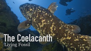 Coelacanths Living Fossils of the Sea [upl. by Stoddart187]