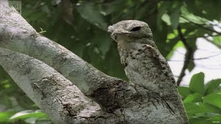 Top 10 SNEAKY Animal Camouflages  BBC Earth Explore [upl. by Aremus]