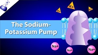 The SodiumPotassium Pump [upl. by Afaw67]