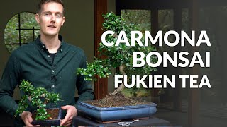 Carmona Bonsai care Fukien tea [upl. by Cecilio]