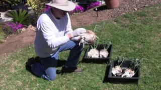 Removal of Cycad Pups [upl. by Leshia446]