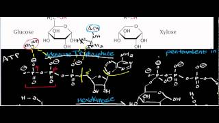 Biochemistry  Hexokinase Physiology Biochemistry amp Mechanism [upl. by Brie]