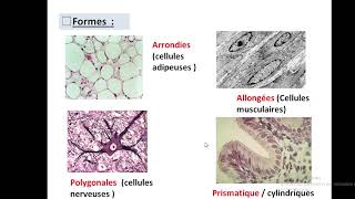 Cytologieبالعربية  1 Organisation generale de la cellule  Part 1 la cellule eucaryote [upl. by Artiek]