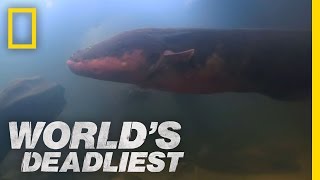 SixFoot Electric Eel  Worlds Deadliest [upl. by Ayortal284]