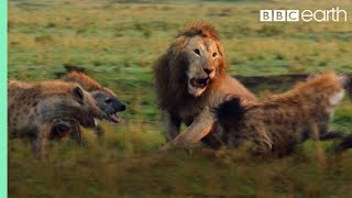 Lion Trapped by Clan of Hyenas  Dynasties  BBC Earth [upl. by Adleremse252]