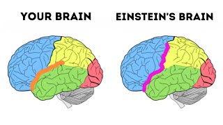 Was Einsteins Brain Different From Yours [upl. by Clarhe790]