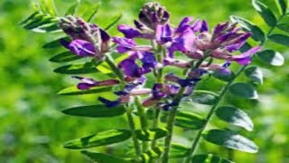 Discover All The Benefits of Astragalus and how to use [upl. by Nuahsyd92]