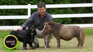 5 Smallest Horse in the World 5 Smallest Horse Breeds [upl. by Annai538]