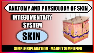 Anatomy And Physiology Of Skin  Integumentary System [upl. by Tnarb228]