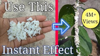 How to get rid of white mealybugs using organic pesticide [upl. by Lemmueu]