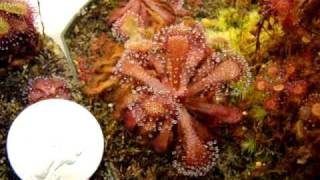 Drosera venusta  Sundew Carnivorous Plant [upl. by Ettelorahc76]