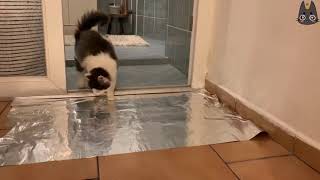 Cats vs TinAluminum Foil A Compilation [upl. by Nanreik]