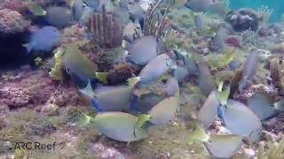 Ocean Surgeon Fish Blue Tangs and Parrot Fish in Same School Eating Algae [upl. by Sulamith]