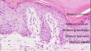 Histology of the Skin [upl. by Llyrpa]