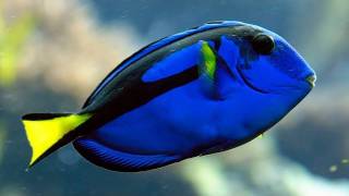 Coral Reef Surgeon Fish Evolving to Compete Through Mimicry [upl. by Veriee]