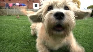 Dandie Dinmont Terriers  Bests of Breed [upl. by Kelly]