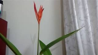 How to take care of Heliconia Psittacorum  Tropical Gardening Part 2 [upl. by Cibis622]