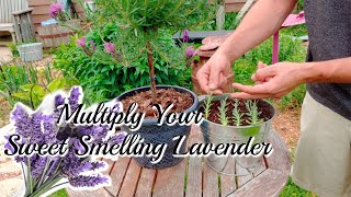 How to grow LAVENDER Cuttings [upl. by Shih606]