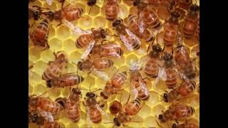 Honeybees Inside the Hive [upl. by Holey]