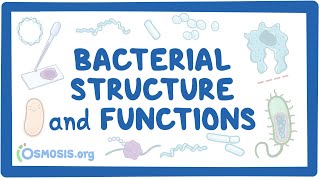 Bacterial Structure and Functions [upl. by Niras861]