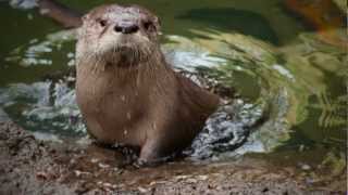 Molalla the Baby River Otter Learns to Swim [upl. by Euqenimod]