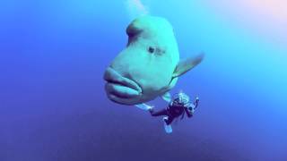 Napoleon Wrasse in the Southern Red Sea [upl. by Aiek602]