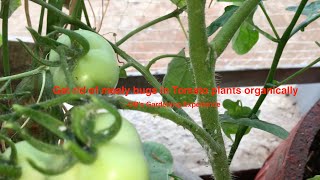 Get rid of mealy bugs in Tomato plants organically [upl. by Marrissa]