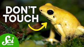 The Most Poisonous Animals on Earth [upl. by Nolie]