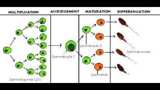 شرح الدرس الأول 1er cours embryologie la spermatogenèse 1ère année médecine [upl. by Aniluj]