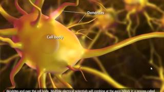 Nerve Impulse Mechanism 3D Animation [upl. by Frazier633]