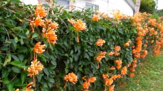 Florida Flame Vine Pyrostegia venusta [upl. by Mahla497]