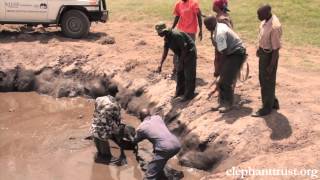 Five Days Old Baby Elephant Rescued from Muddy Pond [upl. by Lauri]