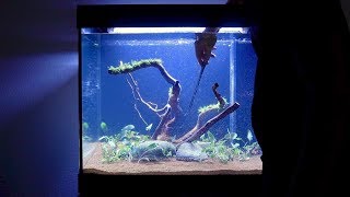 New Aquarium Setup  Step by Step  Juwel Lido 200 LED [upl. by Nodnil]