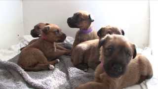 Irish Terrier Puppies  age 4 weeks [upl. by Horn]