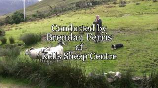 Brilliant Sheep Herding Demonstration Using Border Collies [upl. by Atirabrab202]