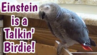 Einstein the Parrot is a talking birdie [upl. by Akcemat]