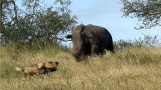 Rhino vs Wild Dogs A Tense Encounter [upl. by Wilfreda]