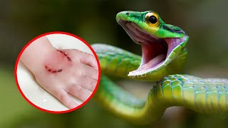 10 Most Venomous Snakes in the World [upl. by Engamrahc]