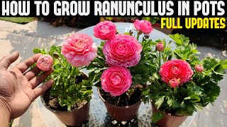 How To Grow Ranunculus FULL INFORMATION [upl. by Anerda]