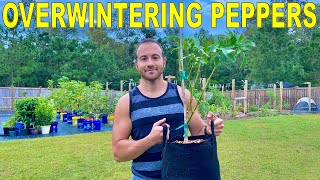 Overwintering Pepper Plants How To Dig Pot Fertilize And Prune Them [upl. by Anastasie787]