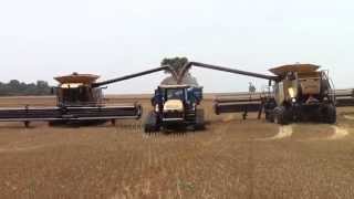 Big CLAAS Lexion Combines Harvesting Wheat [upl. by Ardnossac]