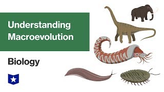 Understanding Macroevolution  Biology [upl. by Poll]