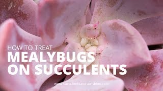 Treating Mealybugs on Succulents [upl. by Boote]