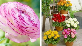 How to Plant Ranunculus Summer Garden Guide [upl. by Gabe]