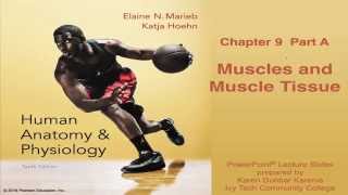 Anatomy amp Physiology Chapter 9 Part A Lecture  Muscles and Muscle Tissue [upl. by Nodlehs]