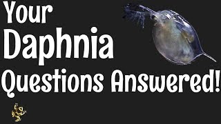 Daphnia Questions Answered [upl. by Fabien]