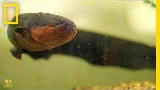 It’s True Electric Eels Can Leap From the Water to Attack  National Geographic [upl. by Huba]