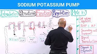 Sodium Potassium Pump  Na⁺  K⁺  ATPase [upl. by Nedroj462]