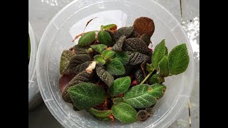 Easy Method to Grow amp Propagate Episcia  Tutorial [upl. by Lankton]